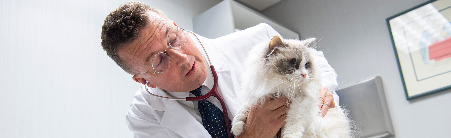 Veterinarian examining a cat during a wellness checkup