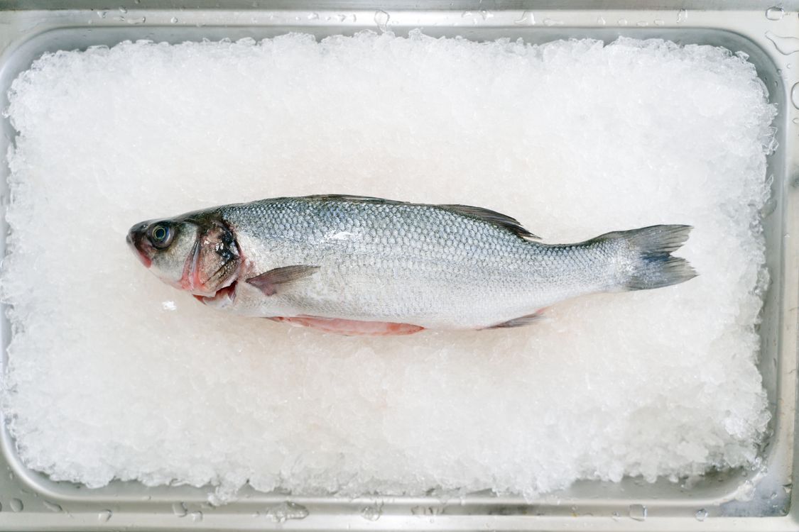 Orata Dorata / Sea Bream